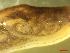  ( - LIM_ZD2)  @11 [ ] CCA (2024) University of Lodz Dept of Invertebrate Zoology and Hydrobiology, University of Lodz