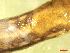  (Deroceras sp - LIM_ZD2)  @11 [ ] CCA (2024) University of Lodz Dept of Invertebrate Zoology and Hydrobiology, University of Lodz