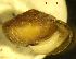  ( - MINC_KL)  @11 [ ] CCA (2024) University of Lodz Dept of Invertebrate Zoology and Hydrobiology, University of Lodz
