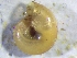  ( - NHAM(2))  @11 [ ] CreativeCommons Attribution (2024) Dept of Invertebrate Zoology and Hydrobiology University of Lodz