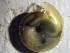 ( - OXY_BP01(1))  @11 [ ] CreativeCommons Attribution (2024) Dept of Invertebrate Zoology and Hydrobiology University of Lodz