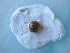  ( - OXY_BP03(2))  @11 [ ] CreativeCommons Attribution (2024) Dept of Invertebrate Zoology and Hydrobiology University of Lodz