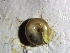  ( - OXY_BP03(2)P)  @11 [ ] CreativeCommons Attribution (2024) Dept of Invertebrate Zoology and Hydrobiology University of Lodz