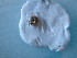  ( - OXY_BP03(3))  @11 [ ] CreativeCommons Attribution (2024) Dept of Invertebrate Zoology and Hydrobiology University of Lodz