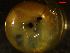  ( - OXY_GS1)  @11 [ ] CCA (2024) University of Lodz Dept of Invertebrate Zoology and Hydrobiology, University of Lodz