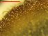  ( - PBIE_KL)  @11 [ ] CCA (2024) University of Lodz Dept of Invertebrate Zoology and Hydrobiology, University of Lodz