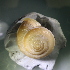  (Harmozica - SLM_2711(1))  @11 [ ] CreativeCommons Attribution (2024) Dept of Invertebrate Zoology and Hydrobiology University of Lodz