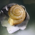  ( - SLM_2711(2))  @11 [ ] CreativeCommons Attribution (2024) Dept of Invertebrate Zoology and Hydrobiology University of Lodz