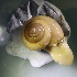  ( - STM_2711(1))  @11 [ ] CreativeCommons Attribution (2024) Dept of Invertebrate Zoology and Hydrobiology University of Lodz
