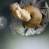  ( - STM_2711(2))  @11 [ ] CreativeCommons Attribution (2024) Dept of Invertebrate Zoology and Hydrobiology University of Lodz