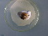  ( - UUMB_PP06(2))  @11 [ ] CreativeCommons Attribution (2024) Dept of Invertebrate Zoology and Hydrobiology University of Lodz