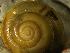  ( - UUMB_TA)  @11 [ ] CCA (2024) University of Lodz Dept of Invertebrate Zoology and Hydrobiology, University of Lodz