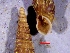  (Baleini - BCa3)  @11 [ ] CCA (2024) University of Lodz Dept of Invertebrate Zoology and Hydrobiology, University of Lodz