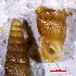  (Paracochlodina - CORT_5T)  @11 [ ] CCA (2024) University of Lodz Dept of Invertebrate Zoology and Hydrobiology, University of Lodz