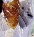  ( - MTU1)  @11 [ ] CCA (2024) University of Lodz Dept of Invertebrate Zoology and Hydrobiology, University of Lodz
