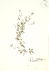  (Potentilla argentea - PHK 002)  @11 [ ] Copyright (2009) Unspecified University of Guelph BIO Herbarium