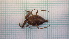  ( - HETPOL_74)  @11 [ ] CreativeCommons - Attribution Non-Commercial No Derivatives (2020) Sylwia Wozniak University of Lodz, Faculty of Biology and Environmental Protection