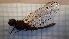  ( - ODOPL_220)  @11 [ ] CreativeCommons - Attribution Non-Commercial No Derivatives (2020) Sylwia Wozniak University of Lodz, Faculty of Biology and Environmental Protection