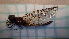  ( - ODOPL_221)  @11 [ ] CreativeCommons - Attribution Non-Commercial No Derivatives (2020) Sylwia Wozniak University of Lodz, Faculty of Biology and Environmental Protection