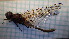  ( - ODOPL_222)  @11 [ ] CreativeCommons - Attribution Non-Commercial No Derivatives (2020) Sylwia Wozniak University of Lodz, Faculty of Biology and Environmental Protection