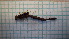  ( - ODOPL_236)  @11 [ ] CreativeCommons - Attribution Non-Commercial No Derivatives (2020) Sylwia Wozniak University of Lodz, Faculty of Biology and Environmental Protection