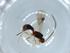  (Heterospilus malaise0854 - BIOUG55063-G12)  @11 [ ] CreativeCommons - Attribution (2020) Centre for Biodiversity Genomics Centre for Biodiversity Genomics