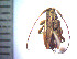  (Eutrypanus dorsalis - CIPLT-E-3520)  @11 [ ] Copyright (2015) Stefan Harrison Para la Tierra
