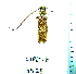  (Plocaederus pactor - CIPLT-E-3525)  @11 [ ] Copyright (2015) Stefan Harrison Para la Tierra