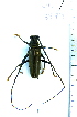  (Juiaparus batus - CIPLT-E-3579)  @13 [ ] Copyright (2015) Stefan Harrison Para la Tierra
