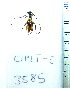  (Thoracibidion fasciiferum - CIPLT-E-3585)  @11 [ ] Copyright (2015) Stefan Harrison Para la Tierra