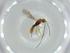  (Heterospilus Malaise4506 - BIOUG61664-E09)  @11 [ ] CreativeCommons - Attribution (2020) Centre for Biodiversity Genomics Centre for Biodiversity Genomics