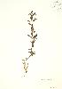  ( - SNEW040a_C)  @11 [ ] Copyright (2009) Unspecified University of Guelph BIO Herbarium