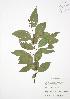  ( - SNEW049_C)  @11 [ ] Copyright (2009) Unspecified University of Guelph BIO Herbarium