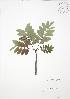  (Sorbus decora - SNEW059_C)  @11 [ ] Copyright (2009) Unspecified University of Guelph BIO Herbarium