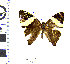  (Colobura dirce - CIPLT-E-0128)  @11 [ ] Copyright (2016) Stefan Harrison Para la Tierra