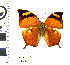  (Anaea cf. eurypyle - CIPLT-E-1787)  @11 [ ] Copyright (2016) Stefan Harrison Para la Tierra