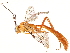  (Netelia Janzen10 - BIOUG55298-D02)  @15 [ ] CreativeCommons - Attribution (2020) CBG Photography Group Centre for Biodiversity Genomics