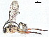  (Hyposoter - BIOUG55298-D12)  @15 [ ] CreativeCommons - Attribution (2020) CBG Photography Group Centre for Biodiversity Genomics