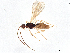  (Hormius malaise0648 - BIOUG54787-E04)  @11 [ ] CreativeCommons - Attribution (2021) CBG Photography Group Centre for Biodiversity Genomics