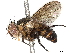  (Actia Janzen12 - BIOUG53742-A09)  @14 [ ] CreativeCommons - Attribution (2020) CBG Photography Group Centre for Biodiversity Genomics