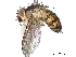  (Ceromya Janzen3624 - BIOUG55237-A07)  @14 [ ] CreativeCommons - Attribution (2020) CBG Photography Group Centre for Biodiversity Genomics