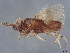  (encyrMalaise01 Malaise2233 - BIOUG55927-E04)  @11 [ ] CreativeCommons - Attribution (2022) CBG Photography Group Centre for Biodiversity Genomics