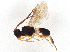  (Leptodrepana Malaise4777 - BIOUG54581-C10)  @11 [ ] CreativeCommons - Attribution (2021) CBG Photography Group Centre for Biodiversity Genomics