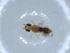  (Plectiscus Malaise3080 - BIOUG54988-E08)  @11 [ ] CreativeCommons - Attribution (2020) Centre for Biodiversity Genomics Centre for Biodiversity Genomics