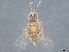  (encyrMalaise01 Malaise4766 - BIOUG56331-F07)  @11 [ ] CreativeCommons - Attribution (2022) CBG Photography Group Centre for Biodiversity Genomics