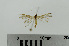  ( - RMNH.INS.550234)  @12 [ ] CreativeCommons - Attribution Non-Commercial Share-Alike (2013) Unspecified Naturalis, Biodiversity Centre