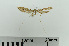  (Agdistis neglecta - RMNH.INS.550240)  @13 [ ] CreativeCommons - Attribution Non-Commercial Share-Alike (2013) Unspecified Naturalis, Biodiversity Centre