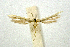  (Adaina excreta - PTER-CG-0025)  @11 [ ] Copyright (2010) Unspecified Research Collection of Ceed Gielis