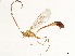  (Enicospilus trilineatusDHJ02 - BIOUG55304-E06)  @15 [ ] CreativeCommons - Attribution (2020) CBG Photography Group Centre for Biodiversity Genomics