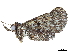  (erebidBioLep01 Malaise2318 - BIOUG55257-A05)  @14 [ ] CreativeCommons - Attribution (2020) CBG Photography Group Centre for Biodiversity Genomics